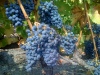 Grenache-Grapes-2
