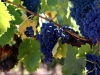 Grenache-Grapes3