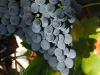 Syrah-Grapes2A